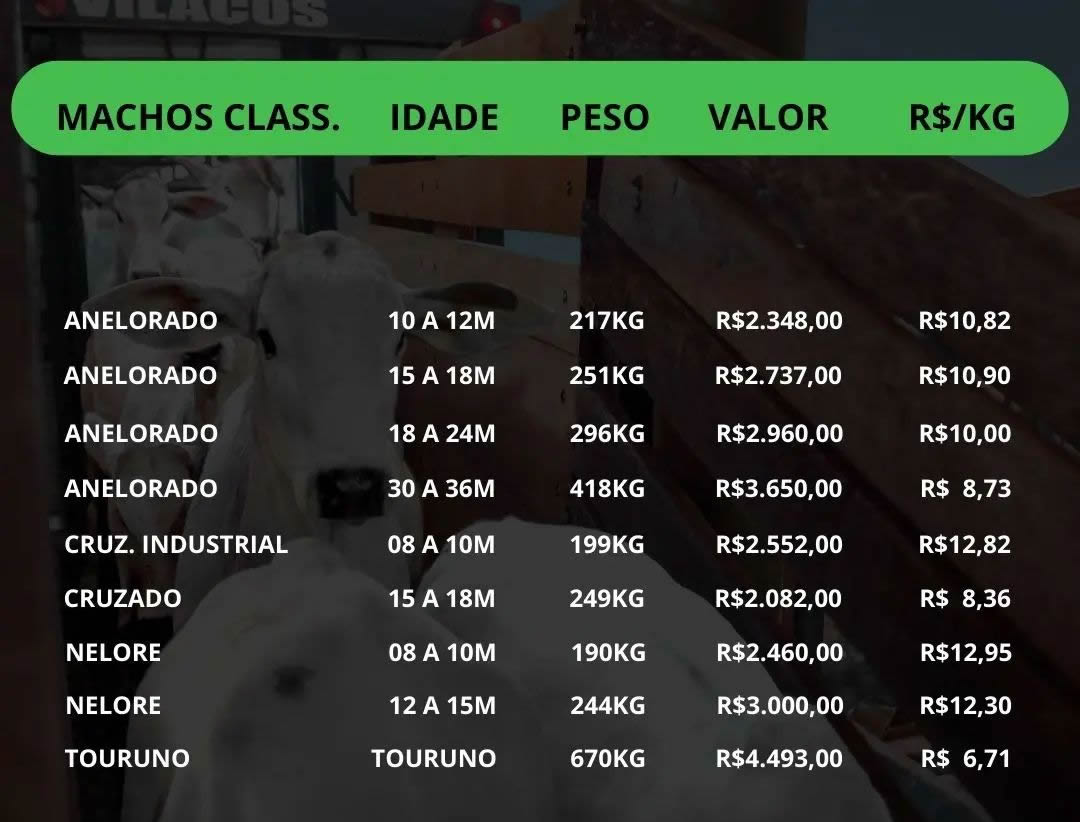 preco de bezerro em campo-grande