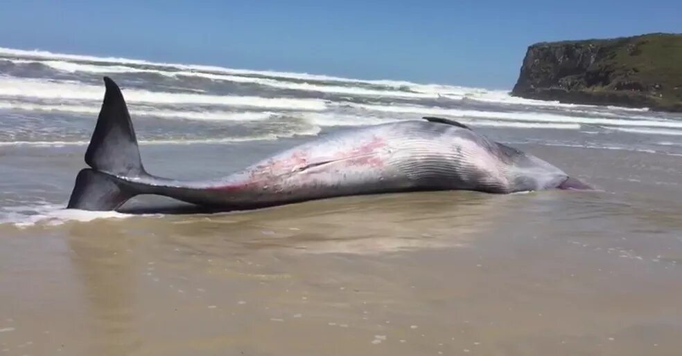 Cavalo-marinho ameaçado de extinção chama a atenção no litoral do Rio