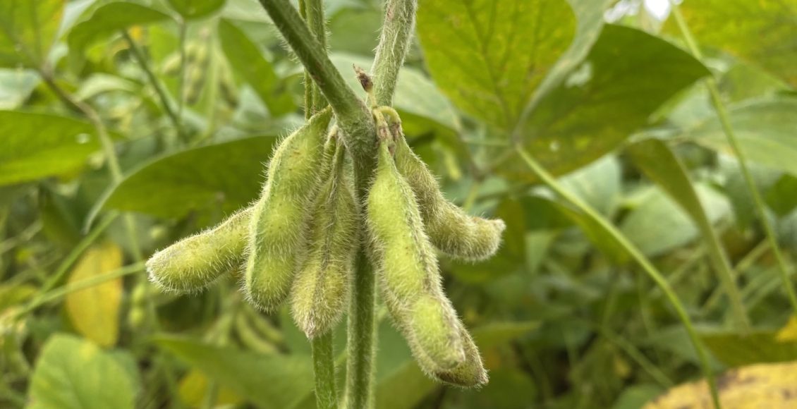 soja com vagem enchendo close - quase no ponto 2