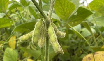 soja com vagem enchendo close - quase no ponto 2