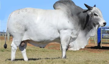 touro nelore porto fm - da maragogipe