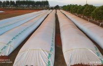 vantagens da utilização de silos-bolsas é sua mobilidade
