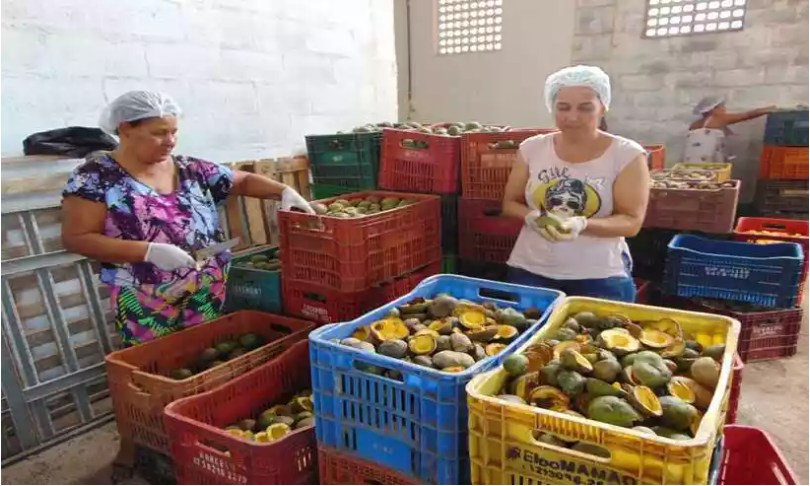 Mulheres trabalham no beneficiamento do fruto: pesquisador ressalta que registro de marca coletiva valoriza produto e beneficia comunidades