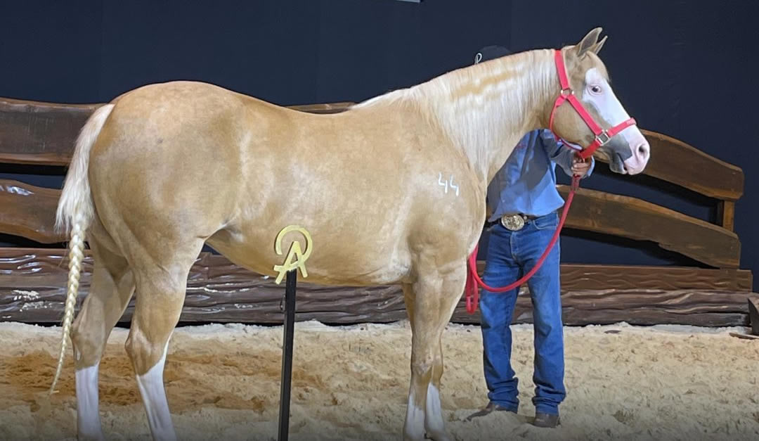 Alpakata Ranch celebra dez anos e leilão faz mais de R$ 10 mi de faturamento