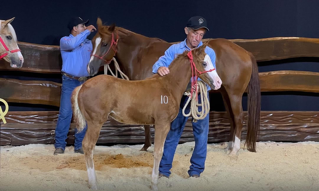 Alpakata Ranch celebra dez anos e leilão faz mais de R$ 10 mi de faturamento