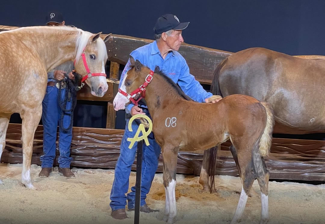 Alpakata Ranch celebra dez anos e leilão faz mais de R$ 10 mi de faturamento