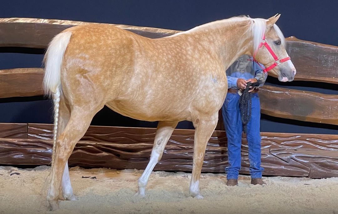 Alpakata Ranch celebra dez anos e leilão faz mais de R$ 10 mi de faturamento