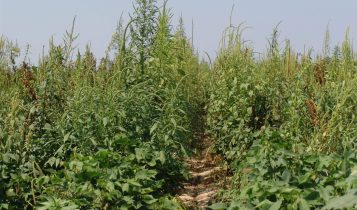 Amaranthus palmeri - caruru