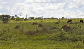 Valor da Terra Nua é o preço de terras, entendido como o valor do solo com sua superfície e a respectiva mata, floresta e pastagem nativa ou qualquer outra forma de vegetação natural, e serve de base para a DITR.