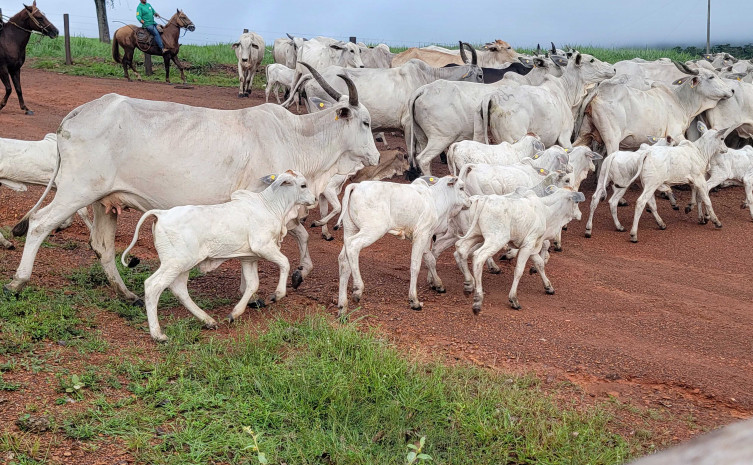 Bezerros já resultados do programa Mais Genética, na Fazenda Divino Pai Eterno, em Ponte Alta do Tocantins