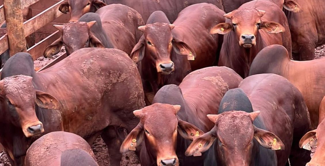 Boiada quebra gancho da raça Sindi impressiona pela qualidade 9