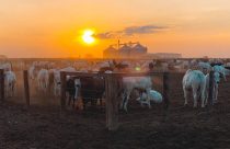 Confinamento em Goiás Foto Adriano Rocha Nascimento eiadriano - fotao