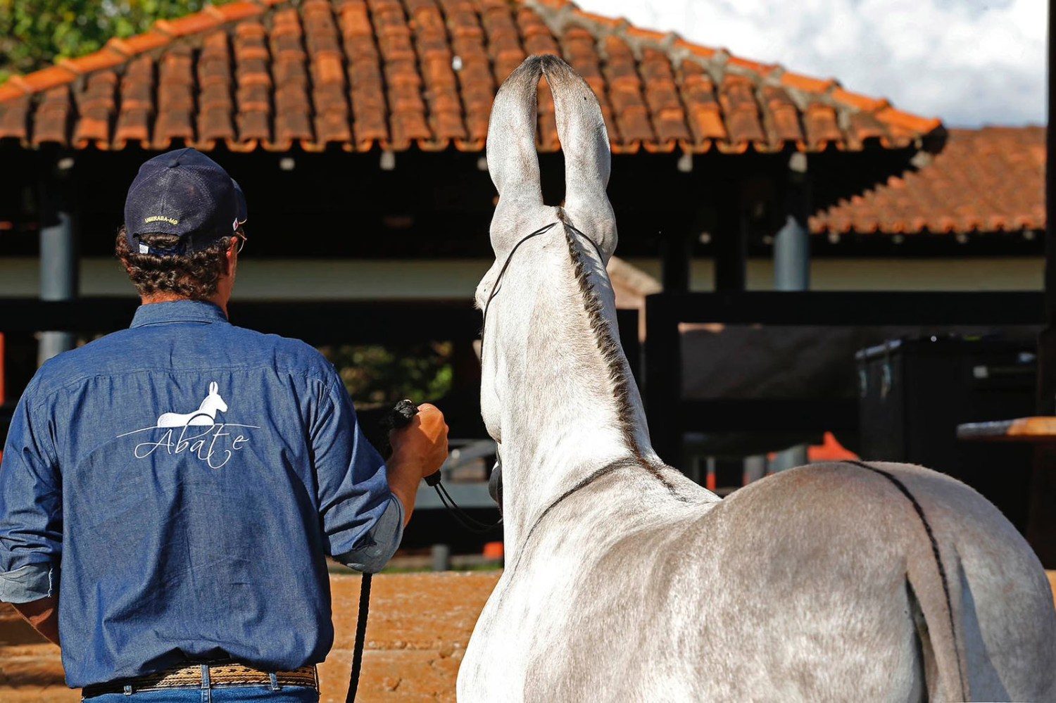 Conheça o Rei dos Jumentos - rancho abate fernando