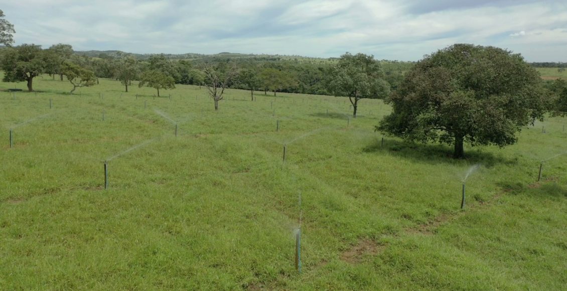 pasto sendo irrigado Transforme seu pasto irrigado em uma "fábrica de carne": Veja qual capim escolher