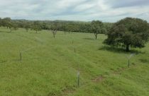 pasto sendo irrigado Transforme seu pasto irrigado em uma "fábrica de carne": Veja qual capim escolher