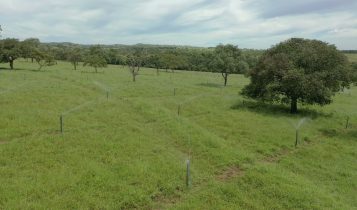 pasto sendo irrigado Transforme seu pasto irrigado em uma "fábrica de carne": Veja qual capim escolher