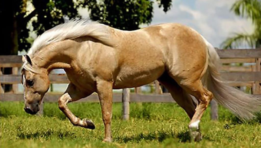 Garanhão da raça Quarto de Milha, CH Time To Shine