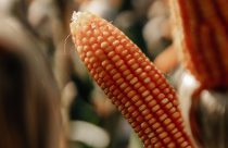 KWS Sementes lança híbridos de milho na Show Safra