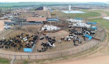 MFG - MINEIROS - GO (35)