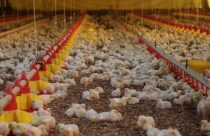 Santa Catarina registra alta de 27,8% no faturamento com exportações de carne de frango