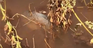 peixes nadam em meio a plantação de soja