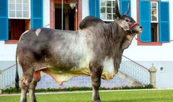 Touro parado na posição certa, perfeita. Com toda a nobreza da raça Guzerá