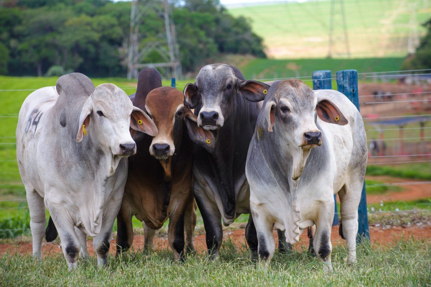 Touros Brahman serão avaliados na Prova de Eficiência e Performance