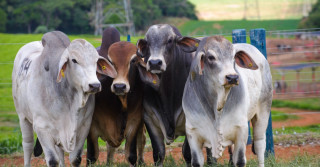 Touros Brahman serão avaliados na Prova de Eficiência e Performance