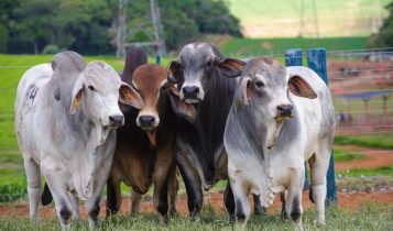 Touros Brahman serão avaliados na Prova de Eficiência e Performance