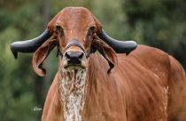 Vaca da raca Gir - fotao - Agropecuaria La Esperanza Hyj
