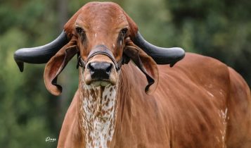 Vaca da raca Gir - fotao - Agropecuaria La Esperanza Hyj