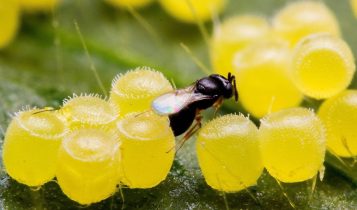Vespinha Cotesia flavipes controla a broca-da-cana-de-açúcar