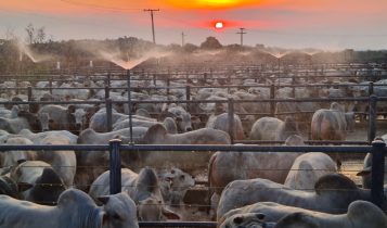 Circuito-Nelore-de-Qualidade-vai-ao-Maranhao-pela-primeira-vez-foto-divulgacao