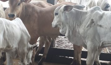 Genética HJ evolui com apoio da associação de criadores