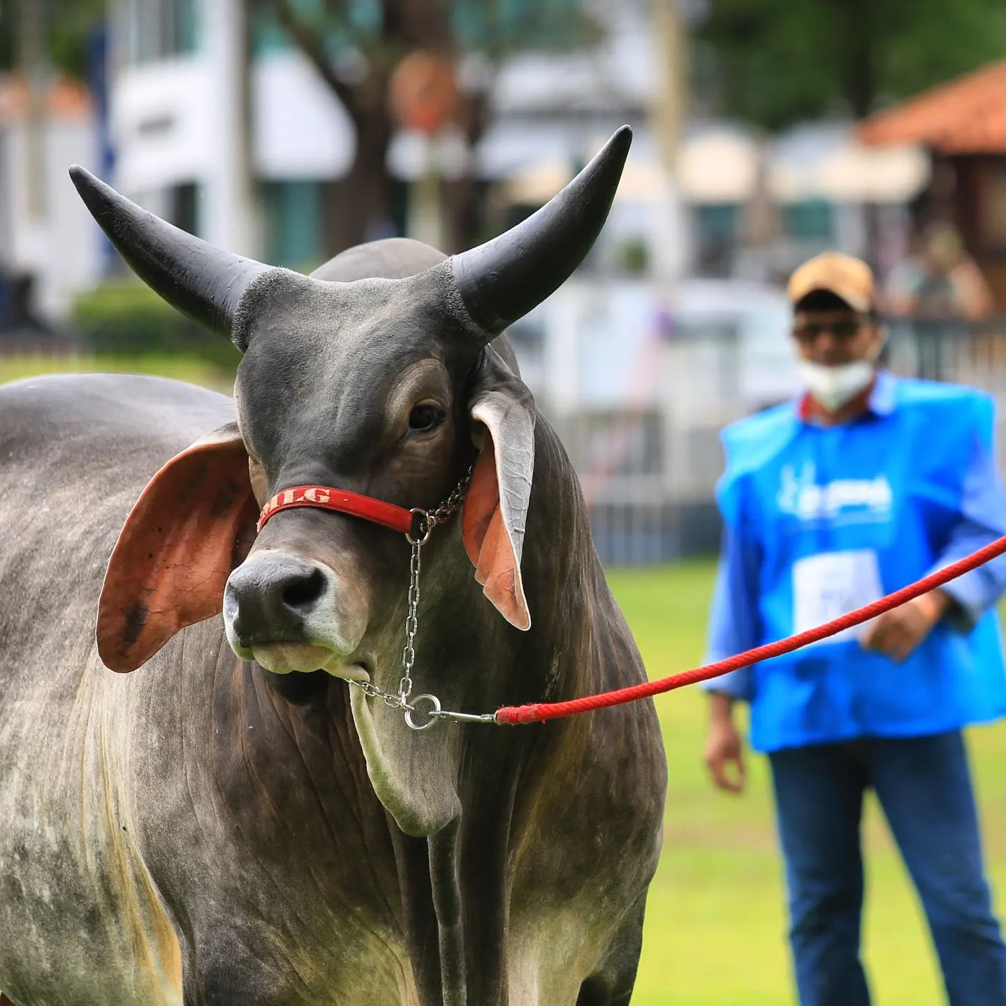 animal da raca guzera durante julgamento no parque fernando costa - abcz expozebu