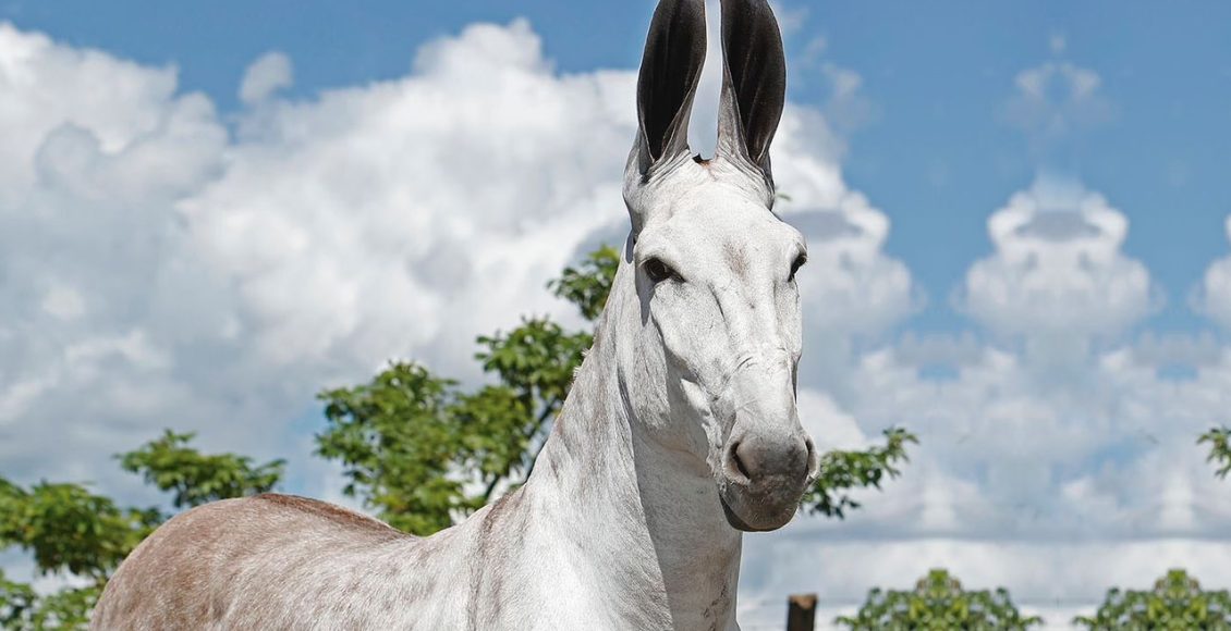 jumento jegue ou asno