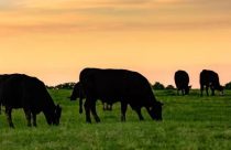 Raiva Bovina: Possível epidemia é preocupante