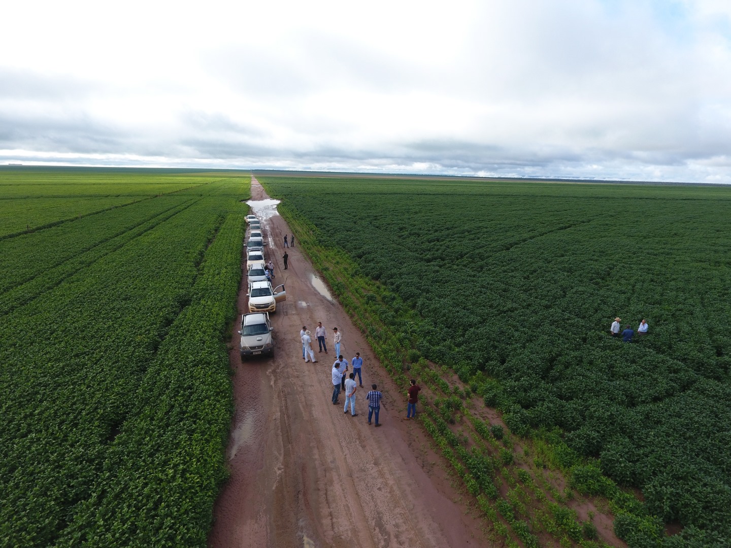 campos de soja do grupo progresso