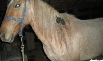 cavalo com morcegos presos ao pescoco mordendo - raiva zoonoses