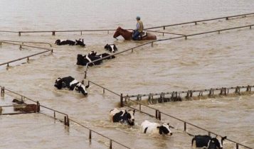 enchentes na california - vaqueiro tocando vacas inundadas