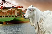 Exportações de carne bovina