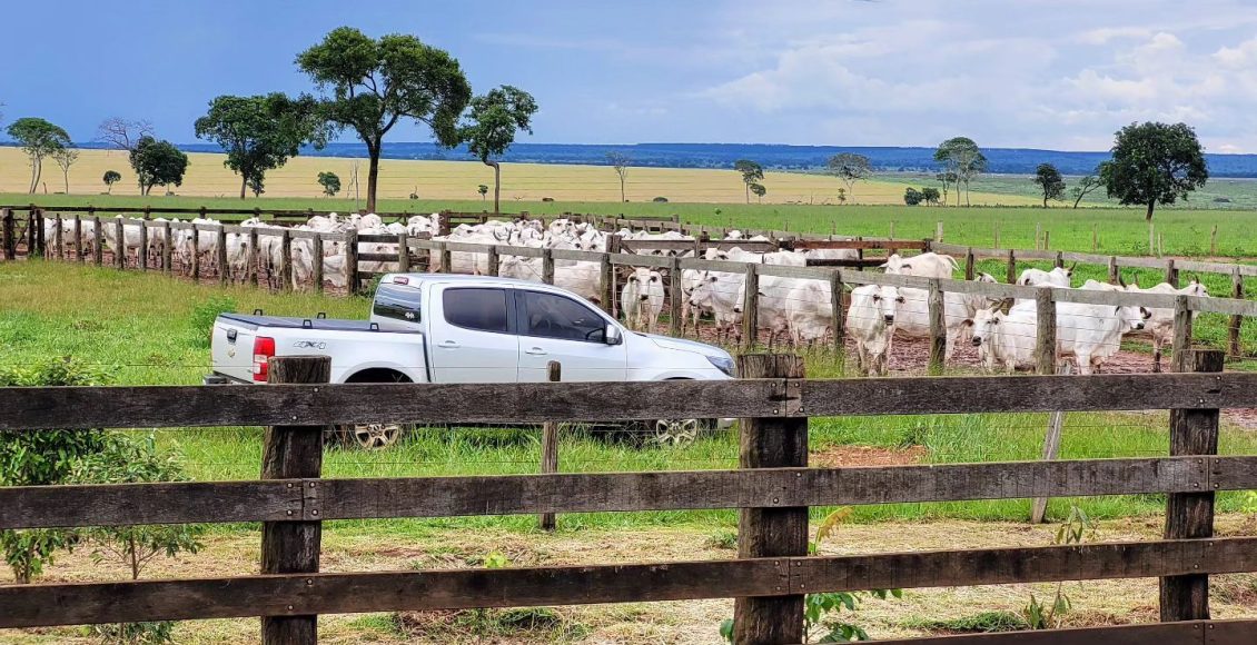 foto curral fazenda de gado de corte camioneta - gado nelore trabalho - fotao