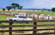 foto curral fazenda de gado de corte camioneta - gado nelore trabalho - fotao