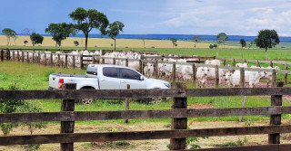 foto curral fazenda de gado de corte camioneta - gado nelore trabalho - fotao