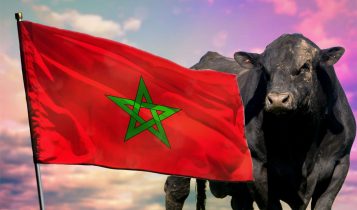 gado exportado para marrocos - angus