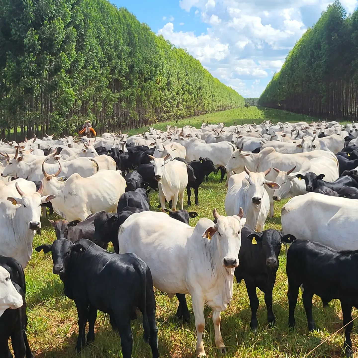 integracao pecuaria flores - ipf - cruzamento nelore x angus - fotao