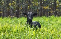 integracao pecuaria flores - ipf - cruzamento nelore x angus - fotao