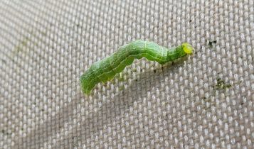 lagarta Rachiplusia nu na soja