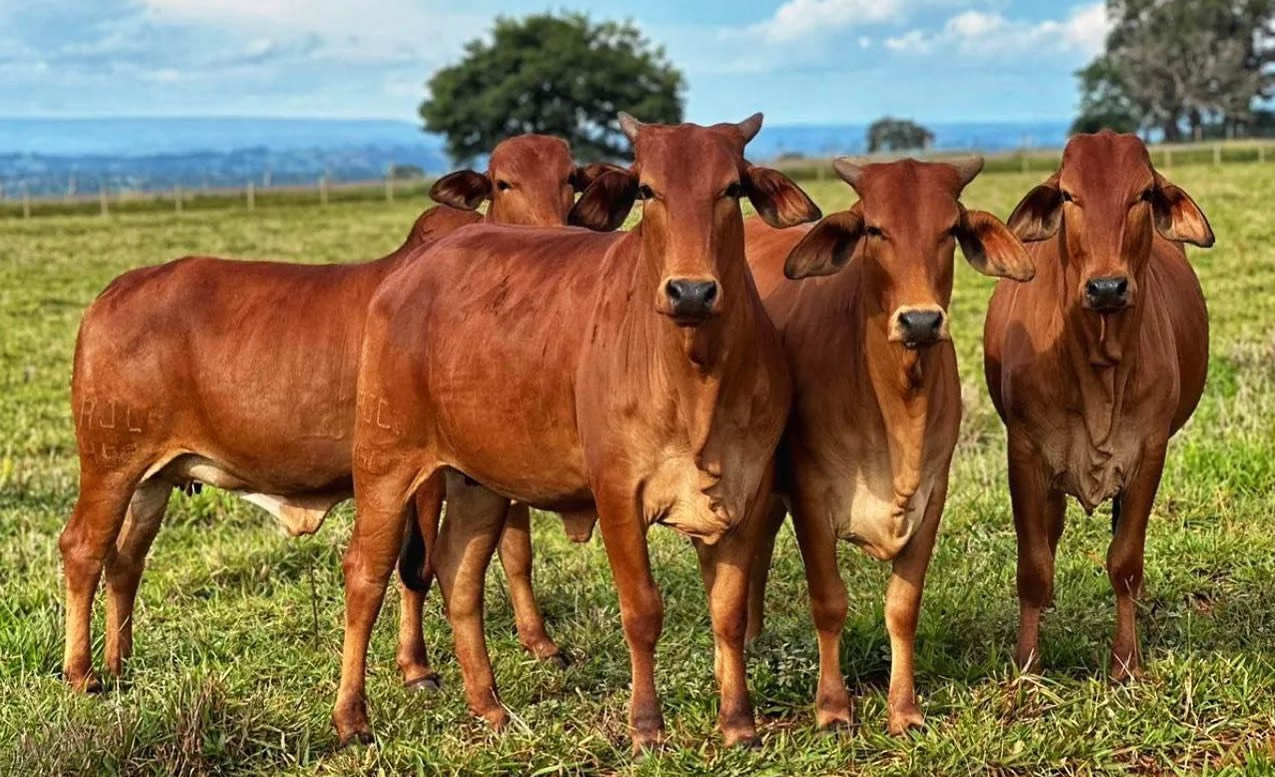 matrizes e novilhas da raca sindi em pastagem