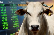 mercado do boi gordo em alta
